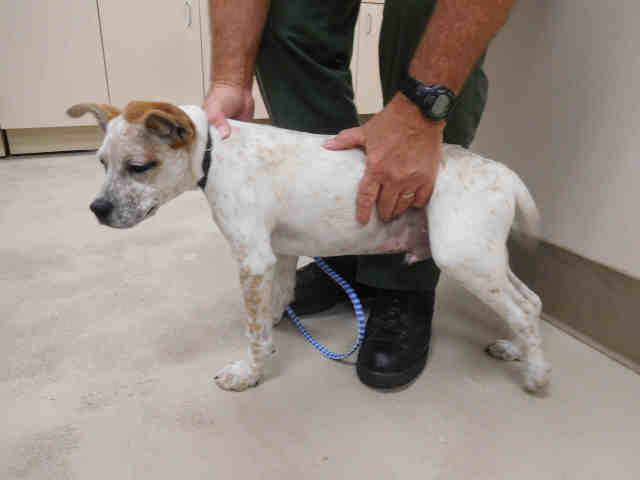 Animal Shelter Fundraiser 9.28.16.JPG